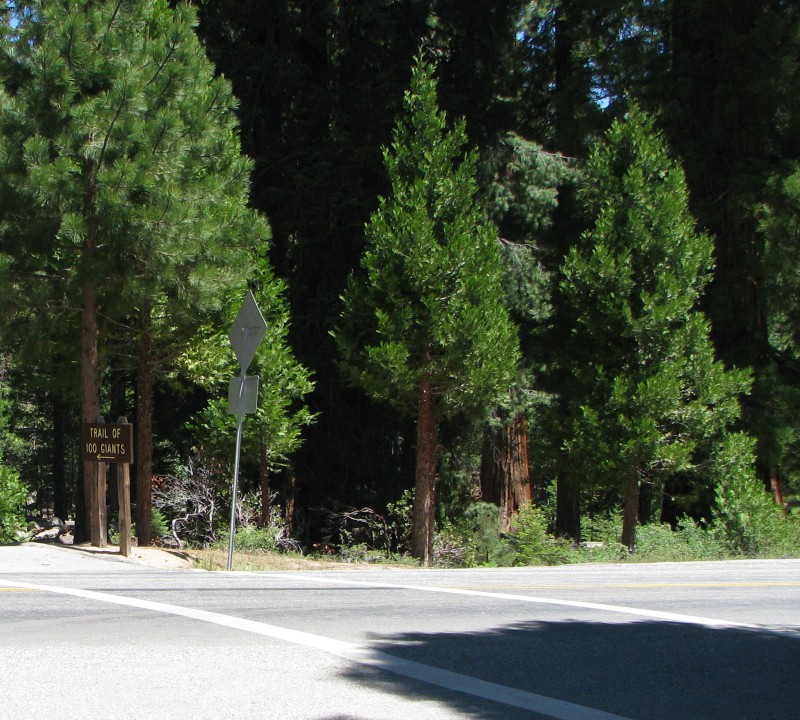 Trail of 100 giants Main road