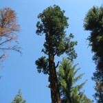 Tall Tree on Frandy Park Campground