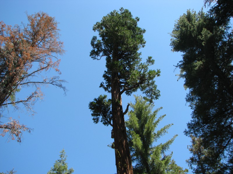 Tall Tree on Frandy Park Campground