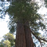 Tall Tree Frandy Park Campground