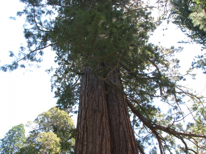 Tall Tree Frandy Park Campground