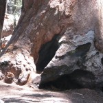 Tree Stump Frandy Park Campground