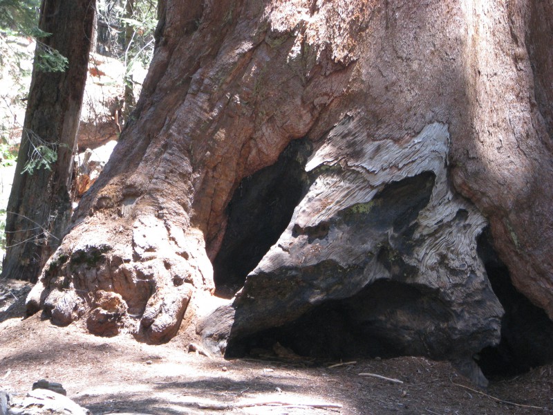 Tree Stump Frandy Park Campground