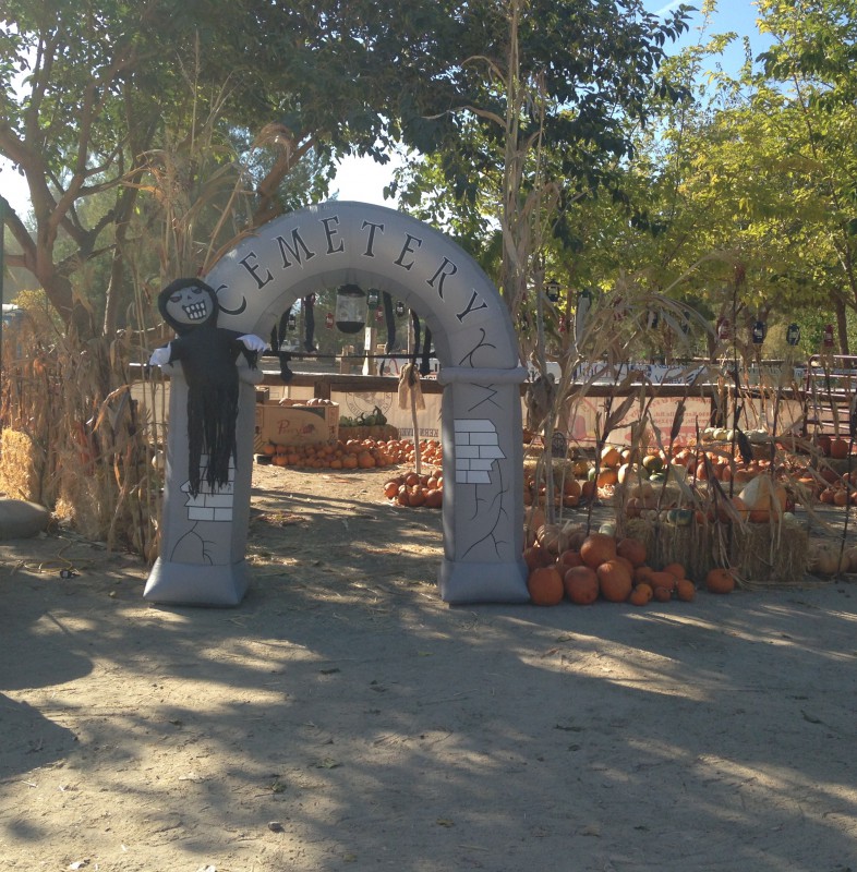 Pumpkin Patch Frandy Park Campground