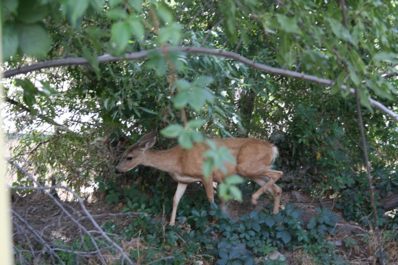 Local Deers