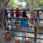 Petting zoo Frandy Park Campground